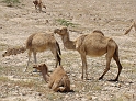 Kamelen (3)